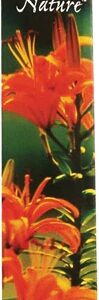 Incenso Auroshikha True to Nature Cedro - 16 Varetas | Aromaterapia Natural
